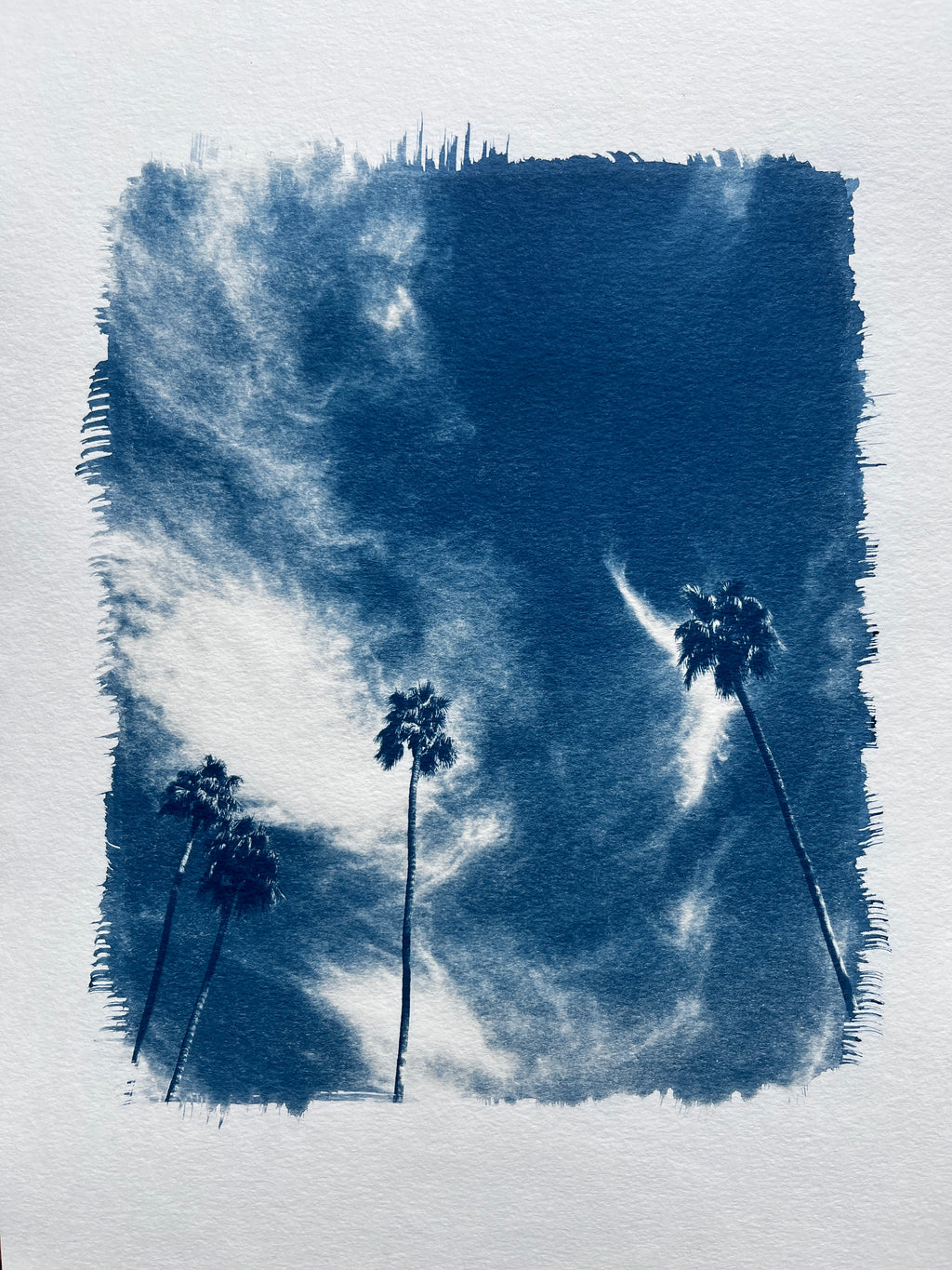 Cyanotype #2 - Palm Trees