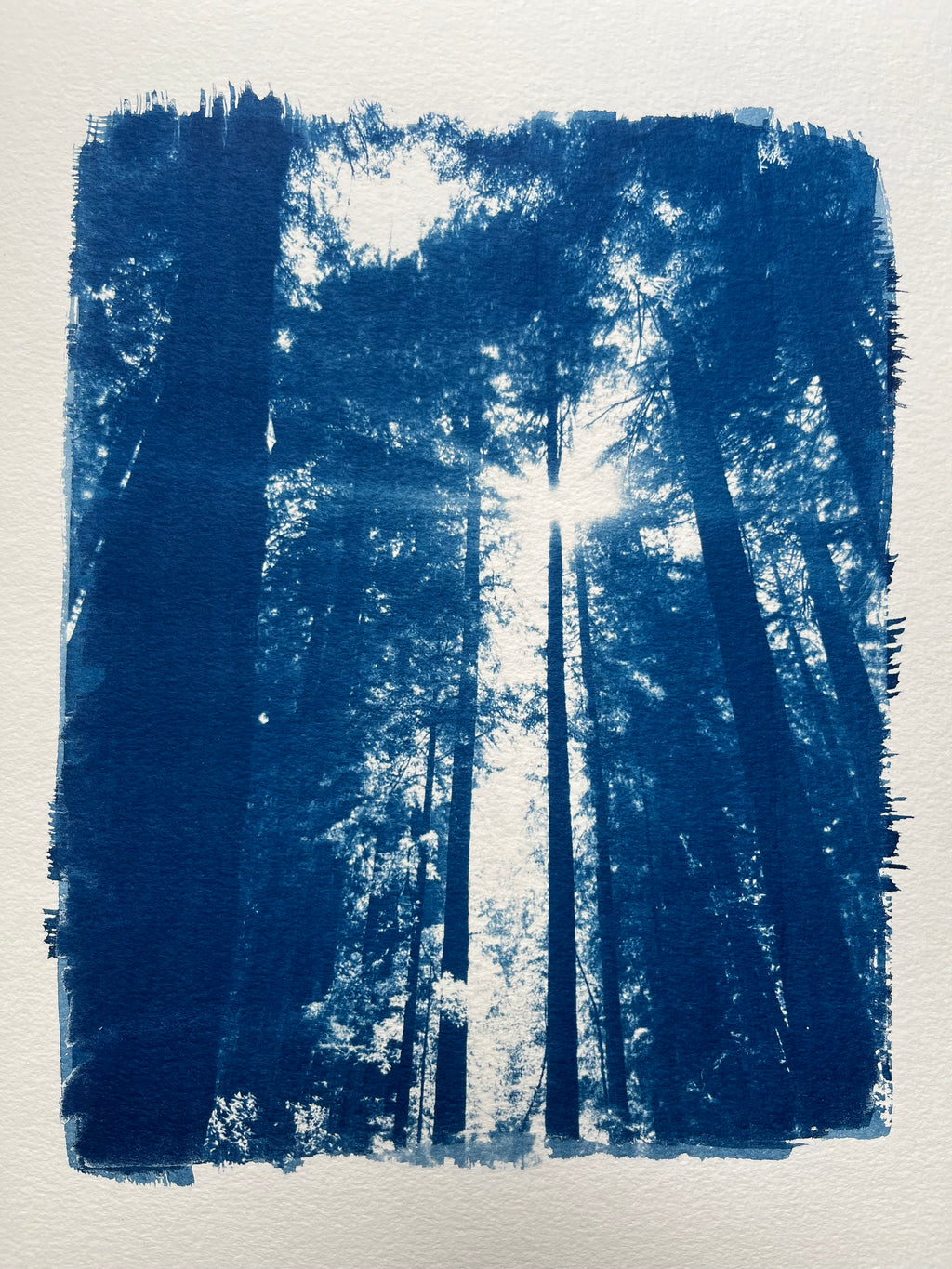 Cyanotype #1 - Light