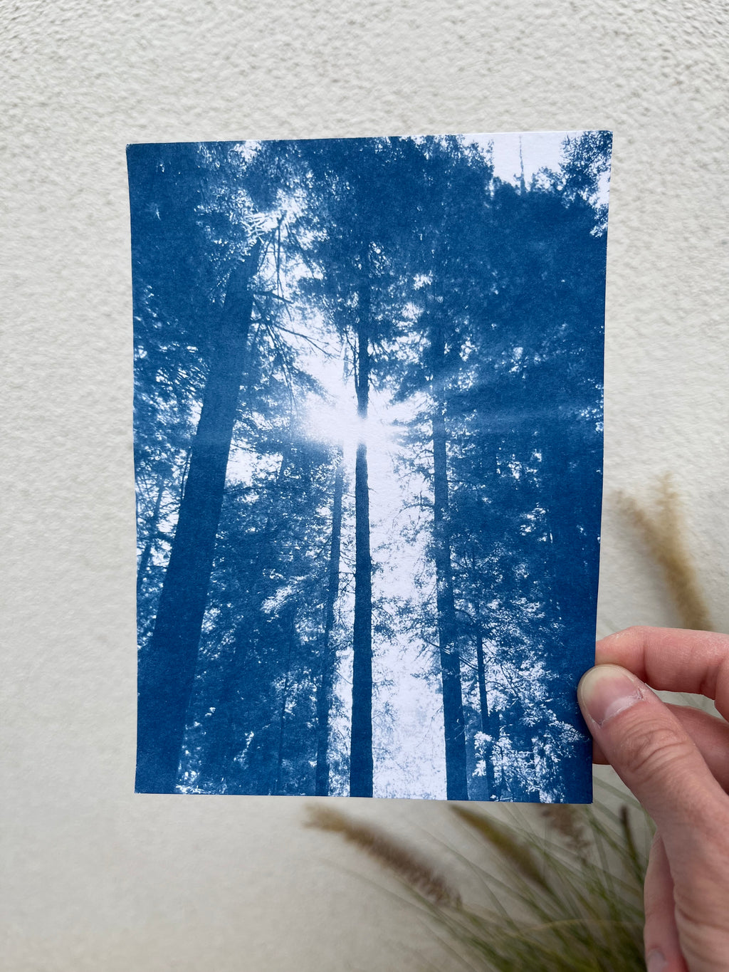 Cyanotype #1 - Light (small)