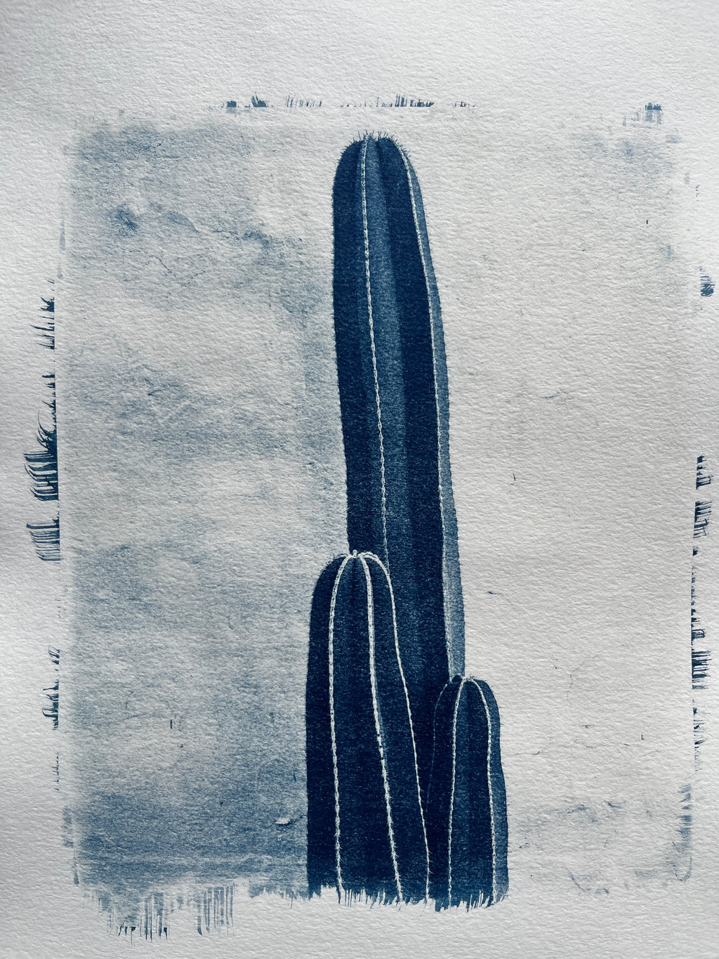 Cyanotype #2 - Cactus