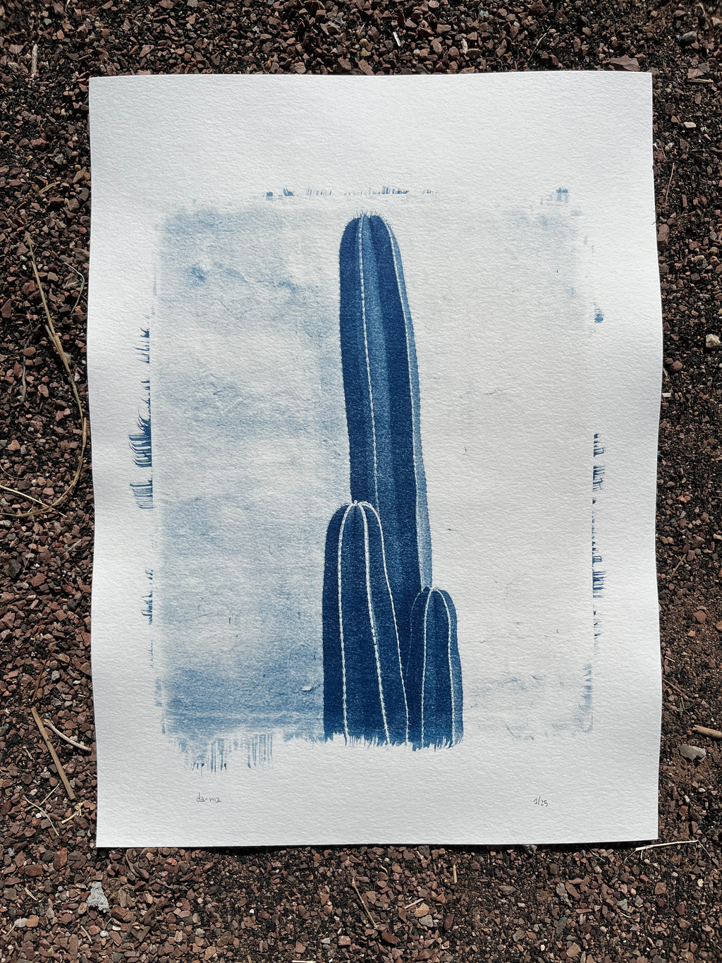Cyanotype #2 - Cactus