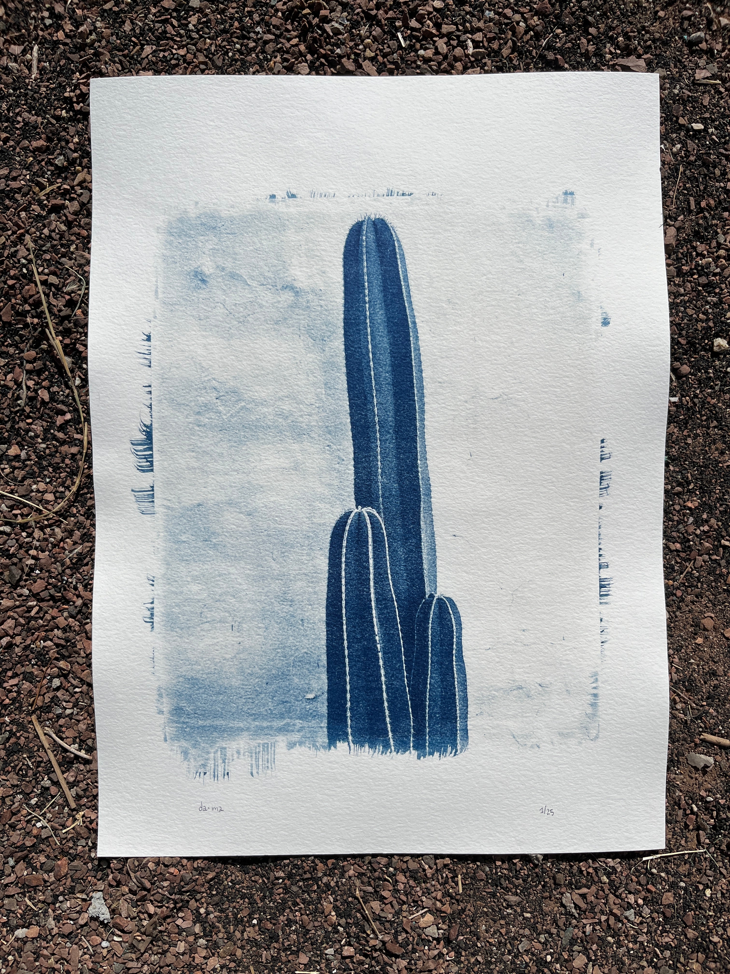 Cyanotype #2 - Cactus