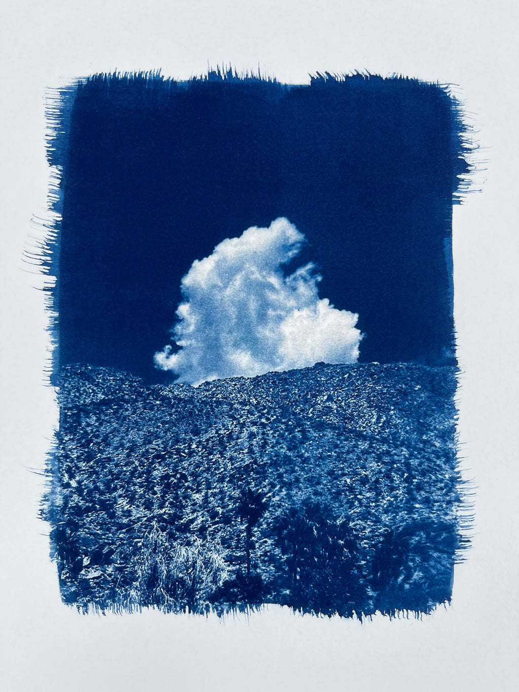 Cyanotype #2 - Palm Springs