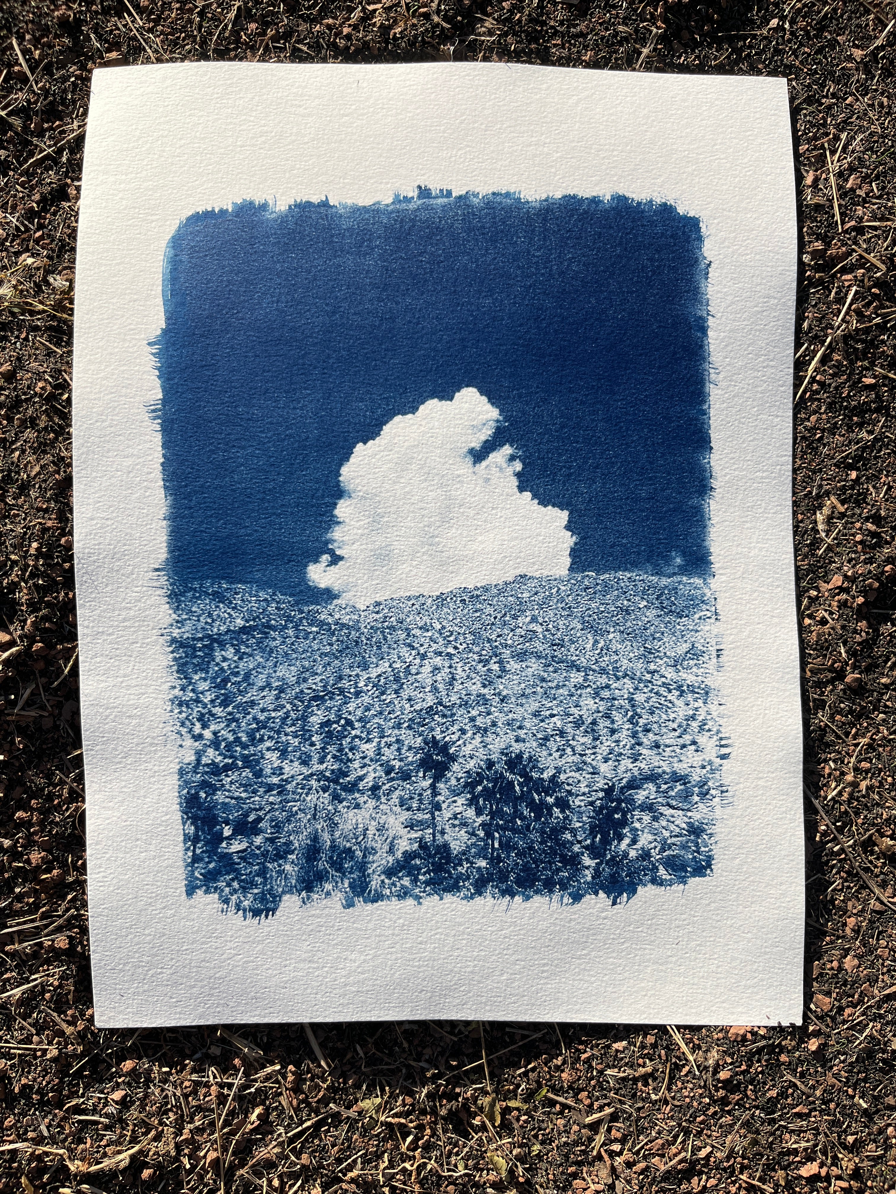 Cyanotype #2 - Palm Springs