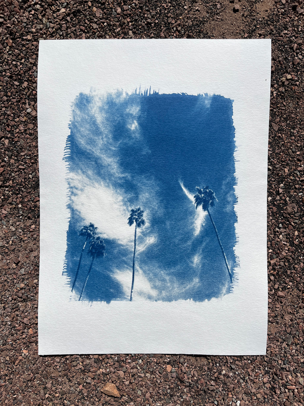 Cyanotype #2 - Palm Trees