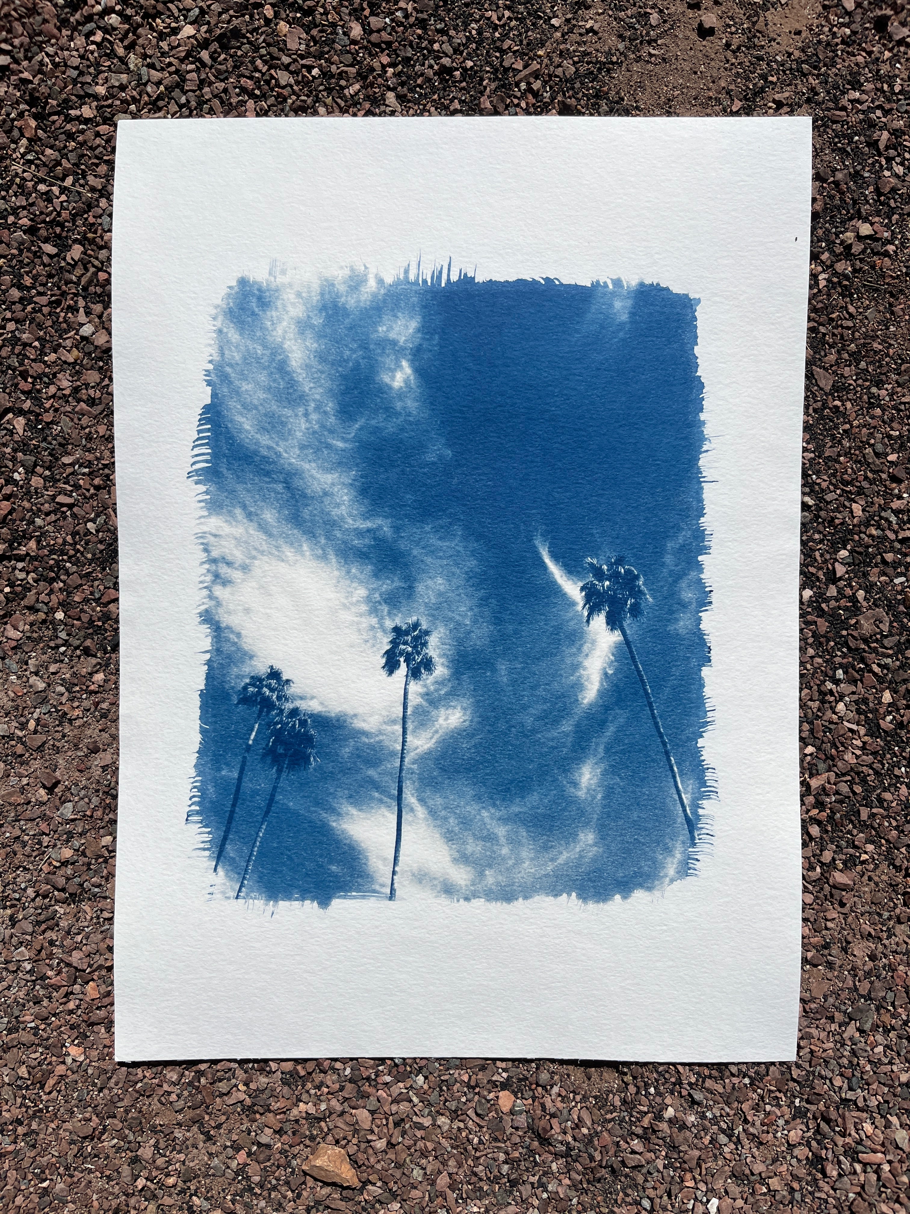 Cyanotype #2 - Palm Trees