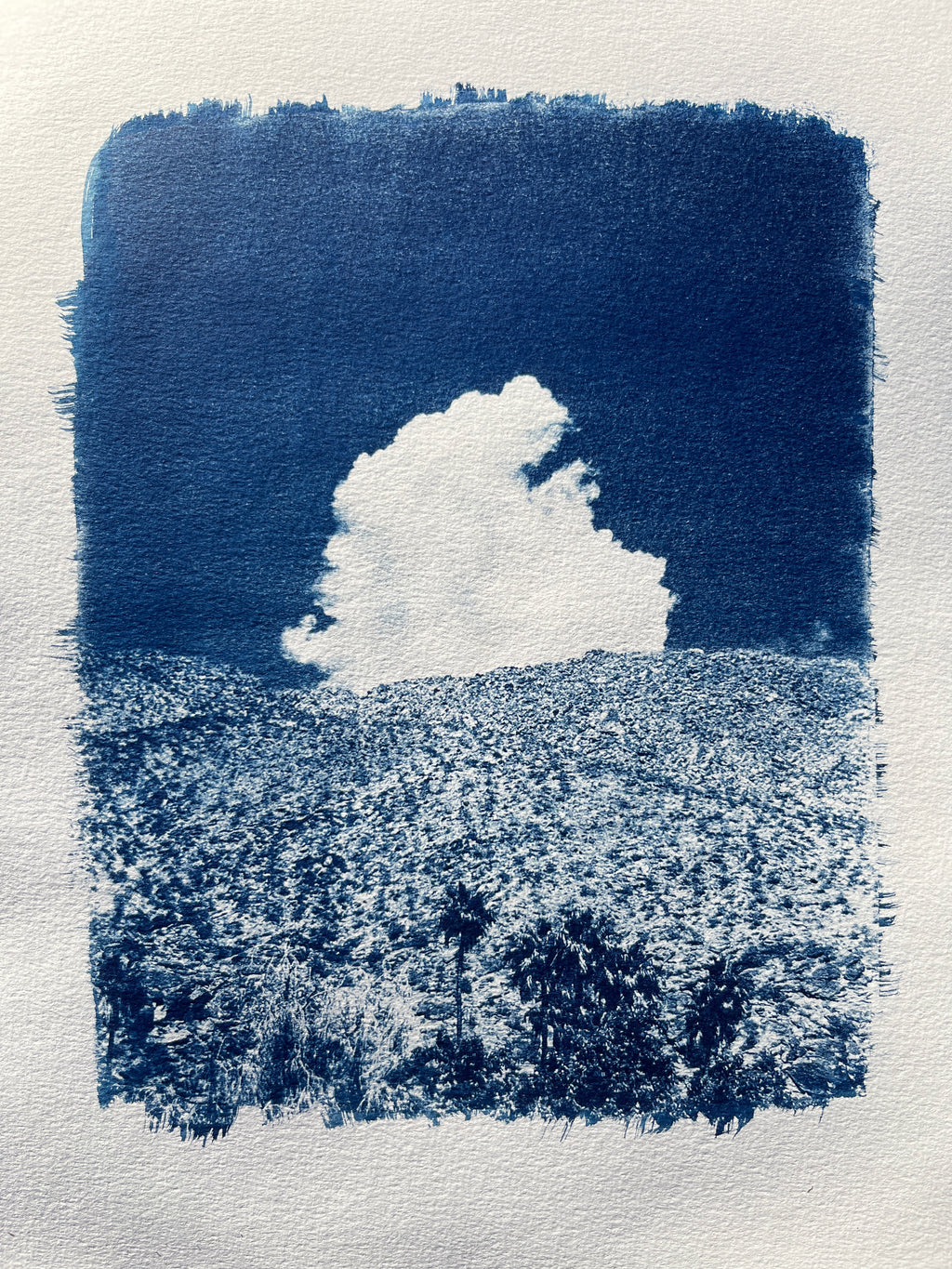 Cyanotype #2 - Palm Springs