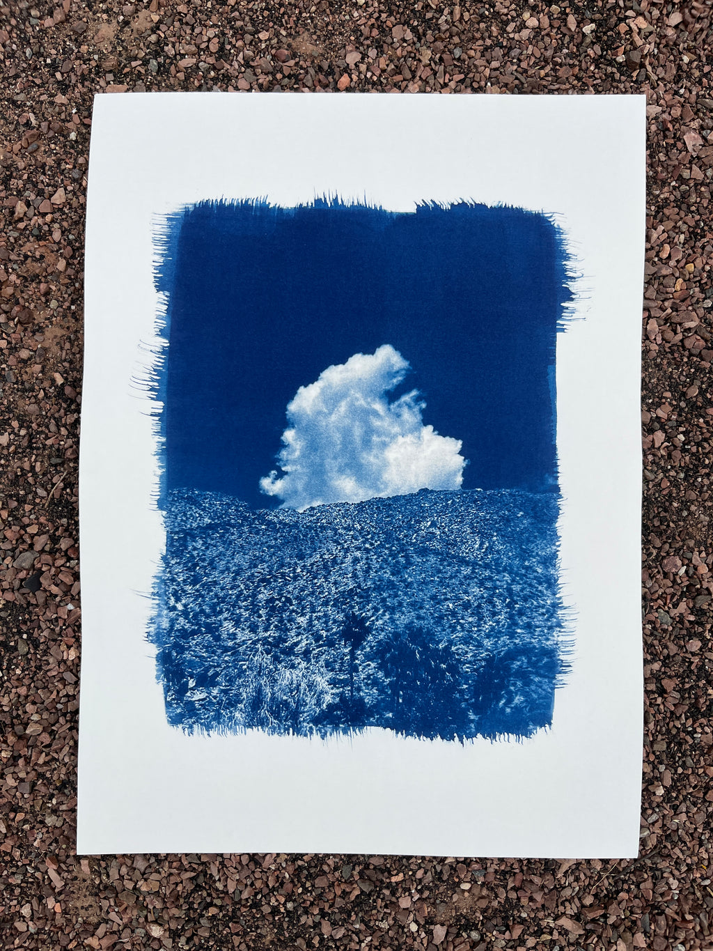 Cyanotype #2 - Palm Springs