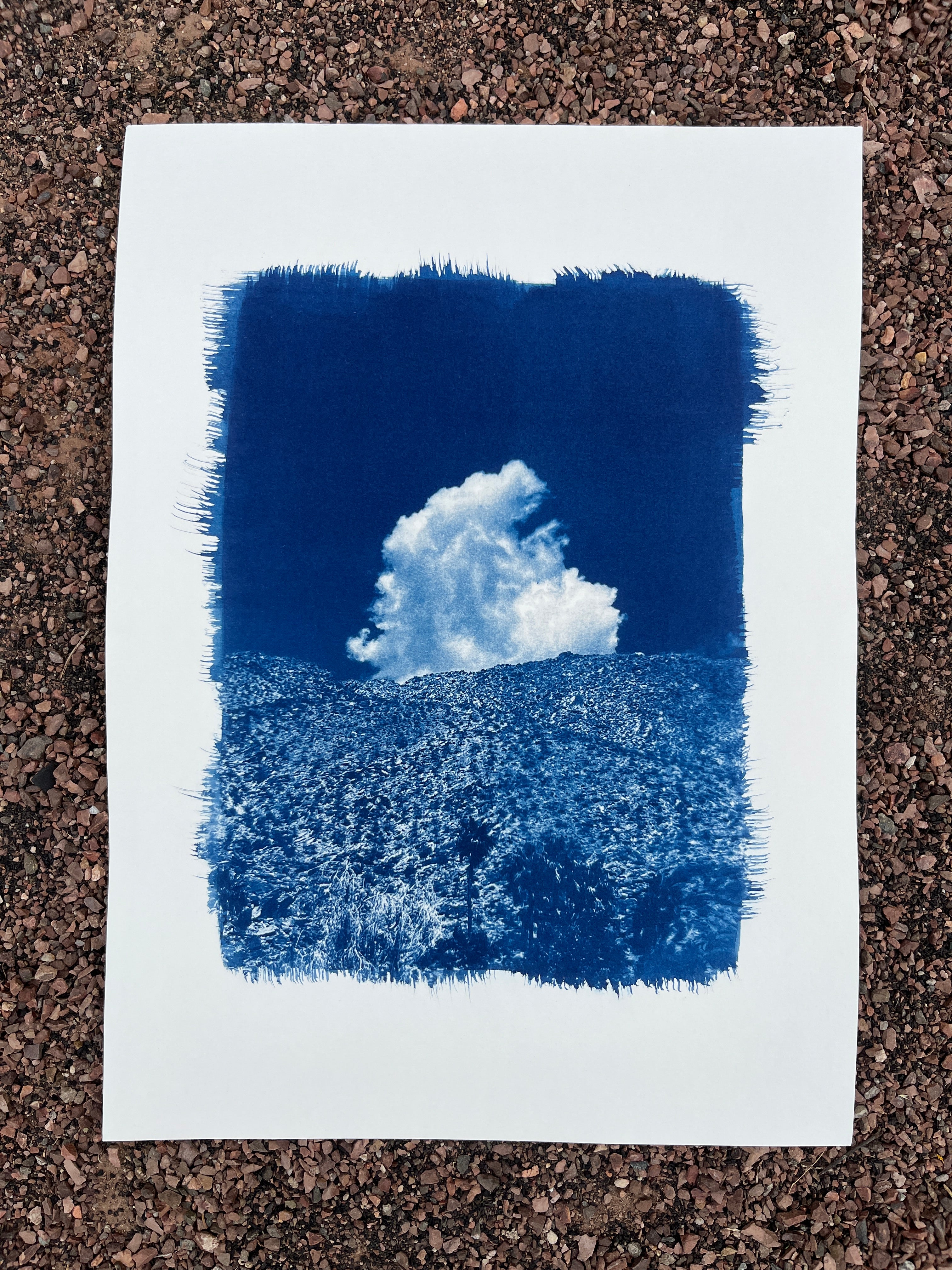 Cyanotype #2 - Palm Springs
